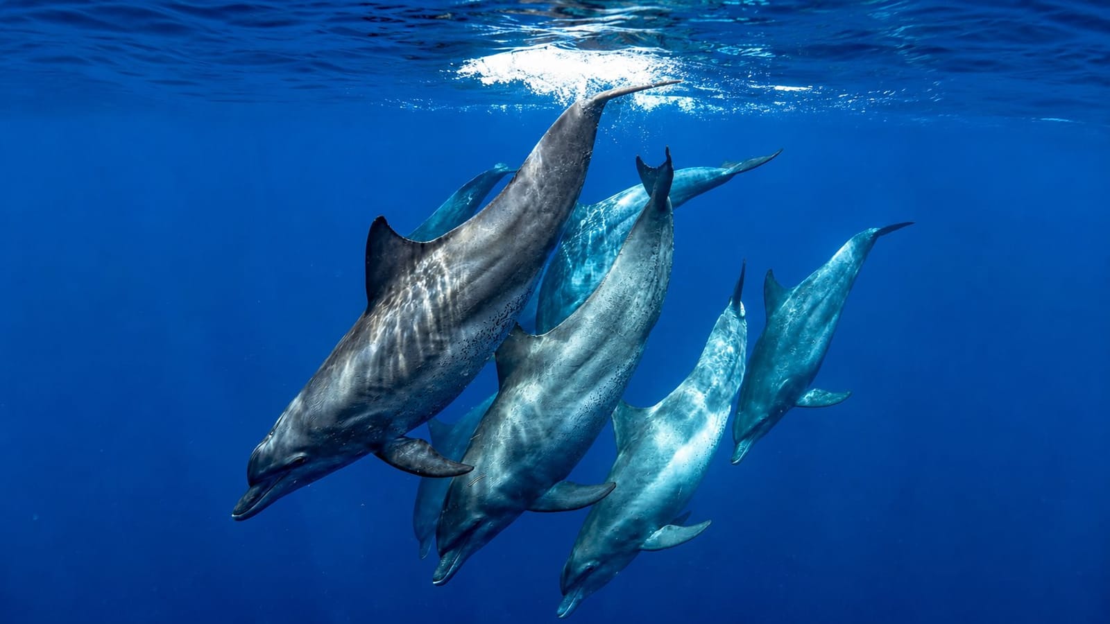 Pod of dolphins swimming off the coast of South Ari Atoll