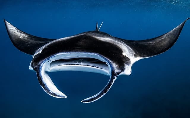 Manta Ray Snorkeling