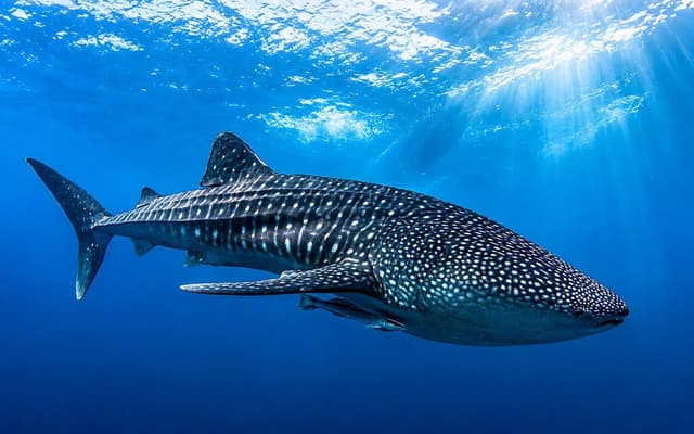 South Ari Atoll Travel Guide