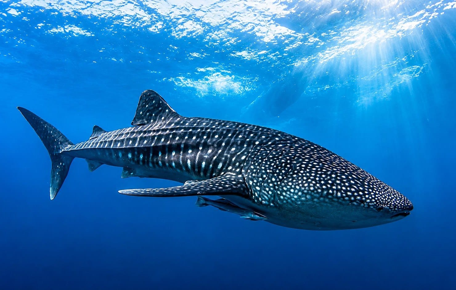 Whale shark feeding near the surface off Maamigili, Maldives